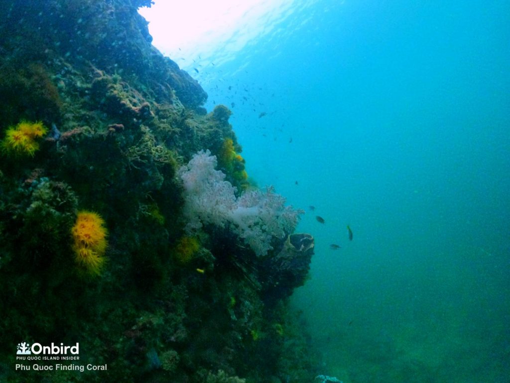 Finger Leather Coral(Sinularia or Nepthea Coral) in Phu Quoc Island, Vietnam