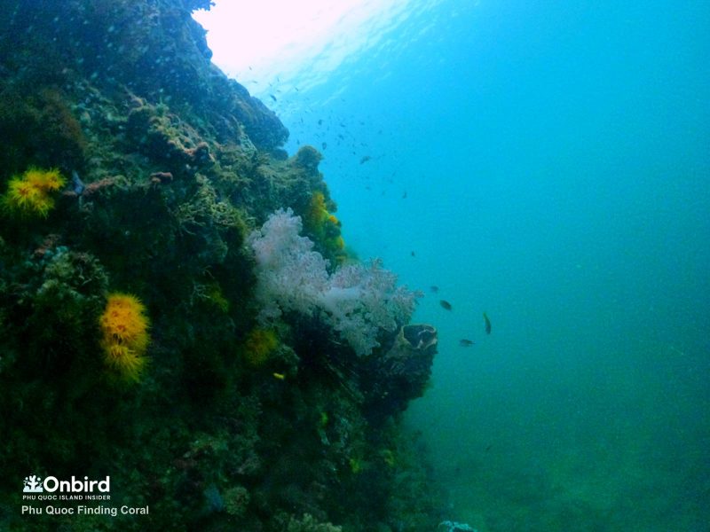 Carnation Coral in Phu Quoc Island, Vietnam