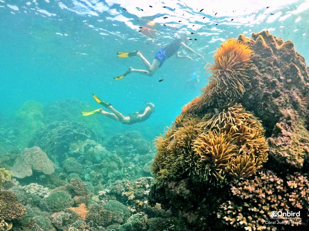 Lise dived into the water to see a fan coral at the Coral Jungle Reef, Phu Quoc Island, Vietnam