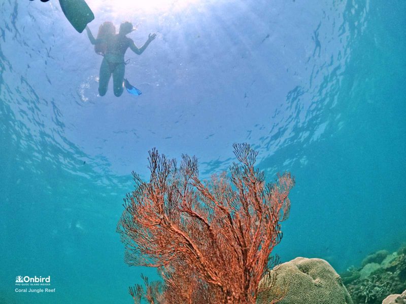 Knotted Fan Coral Melithaea ochracea in the Coral Jungle Reef, Phu Quoc Island, Vietnam