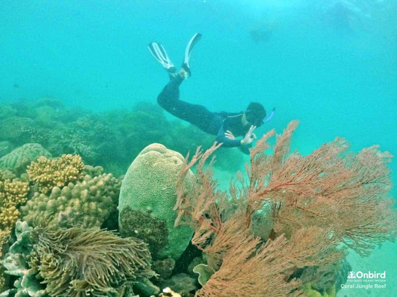 FASCINATING DIVES AT CORAL JUNGLE, ONE OF THE LARGEST CORAL REEF IN PHU QUOC