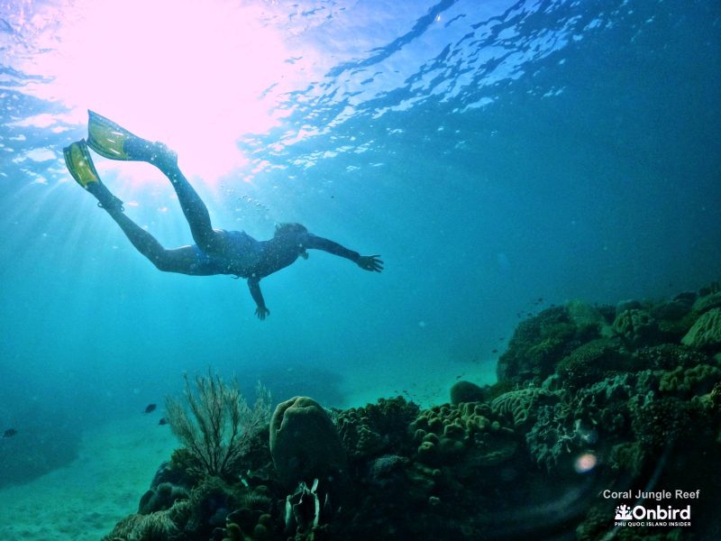 Explore Coral Jungle Reef, the heathiest coral reef in Phu Quoc Island, Vietnam