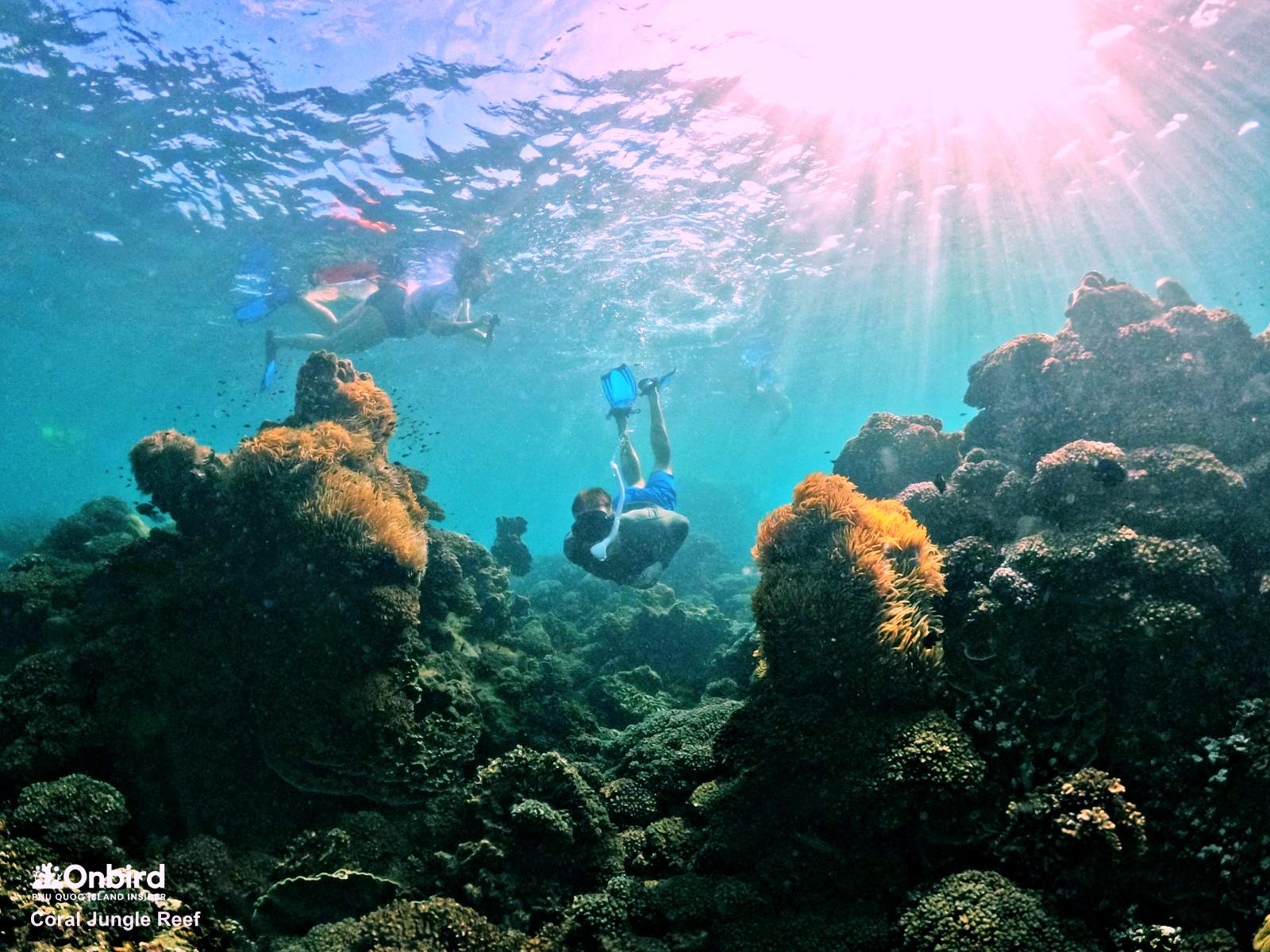 Explore Coral Jungle Reef, the heathiest coral reef in Phu Quoc Island, Vietnam