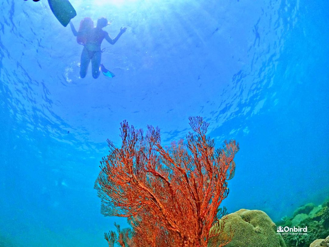 软珊瑚与硬珊瑚之区别- OnBird | Phu Quoc Soft-adventure Journeys