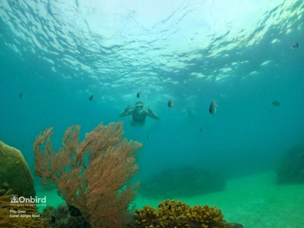 Coral Jungle Reef - the healthiest coral reef in Phu Quoc island, Vietnam