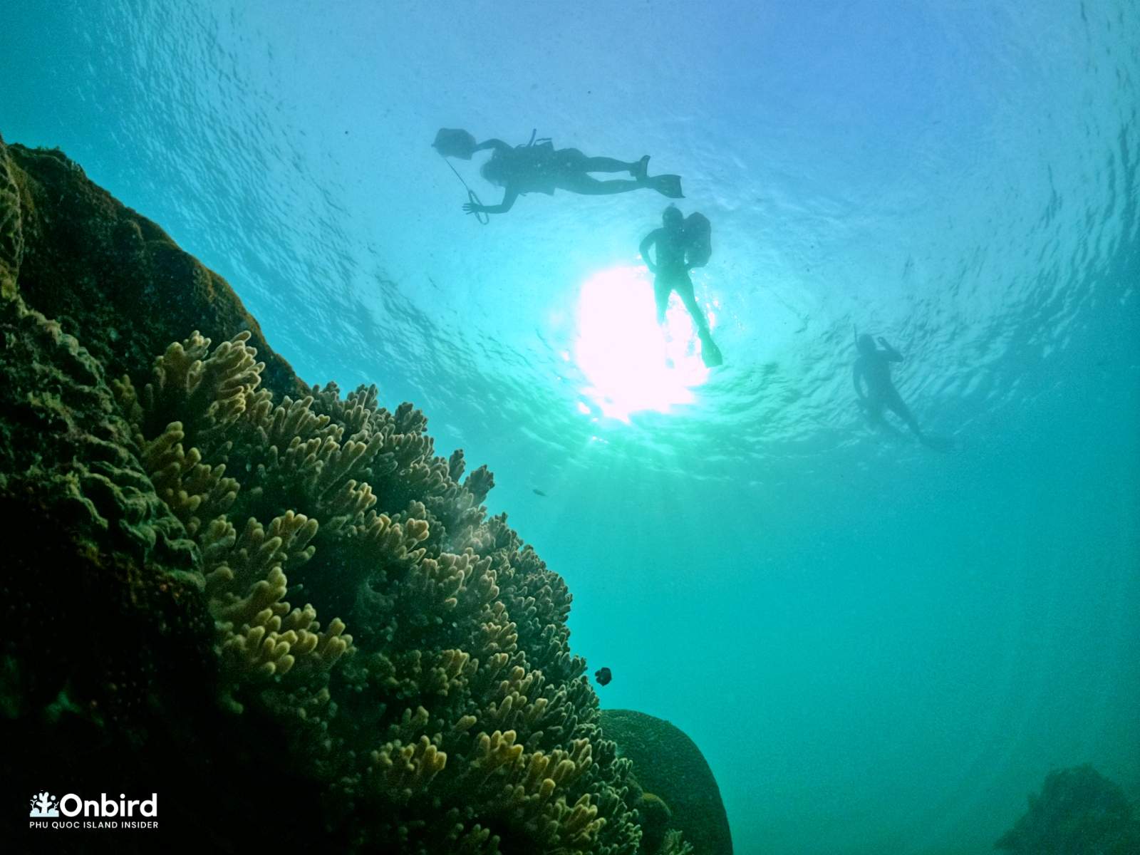 The view of a Finger Coral-covered rock and guests on the surface