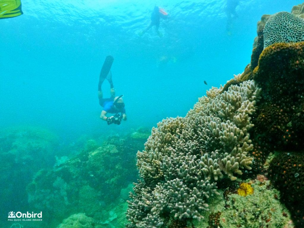 Scott Nguyen was diving near a big anemone cluster to see finger coral cluster
