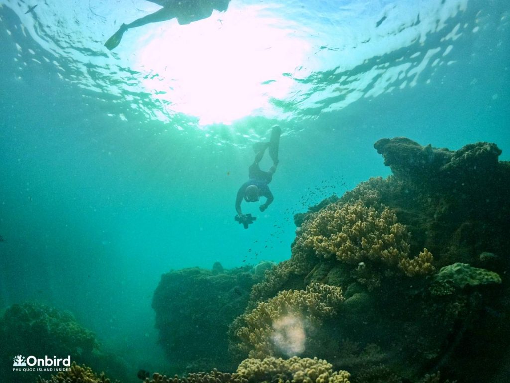 Guest diving to take the photo of the finger coral at Half-moon Reef, Phu Quoc Island, Vietnam