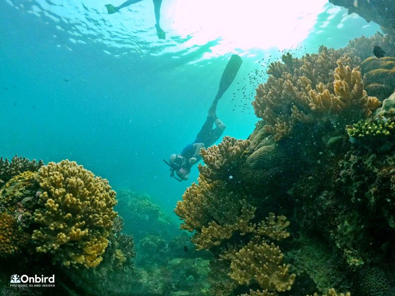 Scott Nguyen was diving near a big anemone cluster to see finger coral cluster