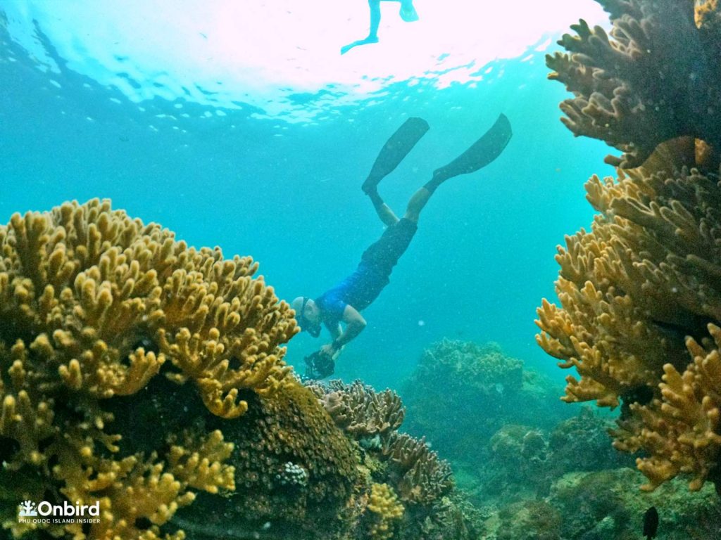 Guest diving to take the photo of the finger coral at Half-moon Reef, Phu Quoc Island, Vietnam