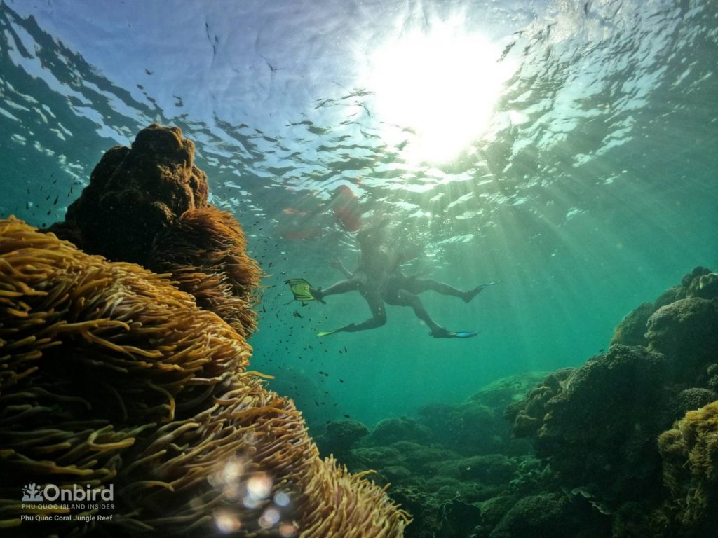A fascinating snorkeling at Coral Jungle Reef, Phu Quoc Island, Vietnam