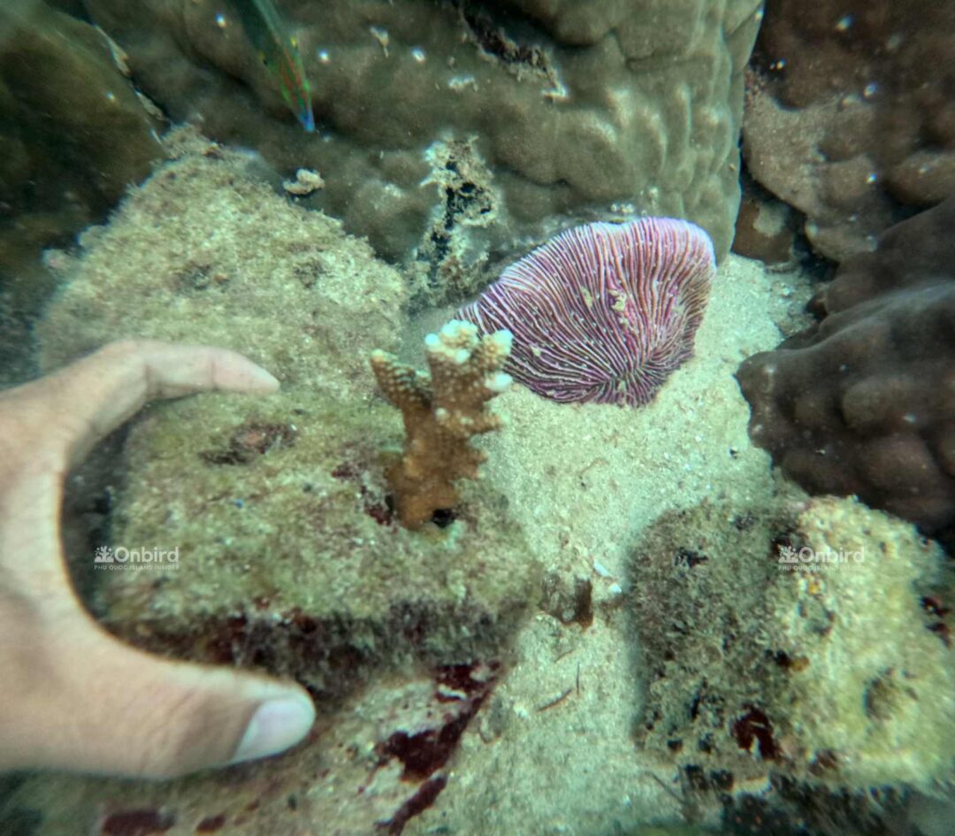 Biorock for coral restoration in the Phu Quoc Island, Vietnam