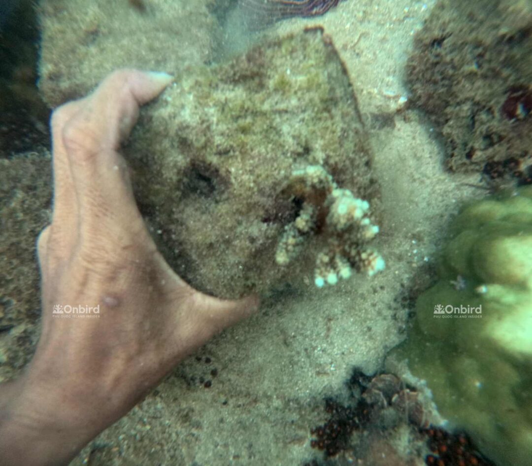 Biorock for coral restoration in the Phu Quoc Island, Vietnam