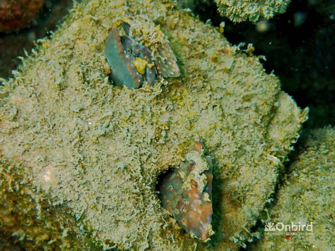 OnBird Coral Gardening - Biorock to restore coral reefs in Phu Quoc, Vietnam