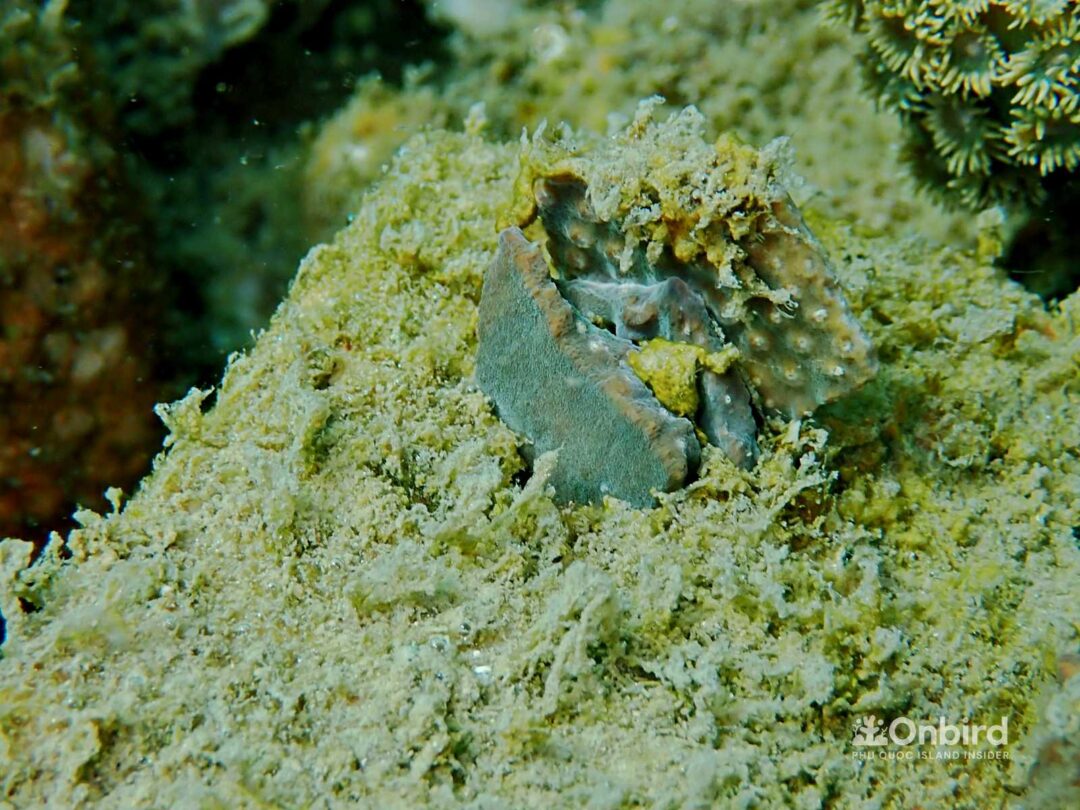 OnBird Coral Gardening - Biorock to restore coral reefs in Phu Quoc, Vietnam