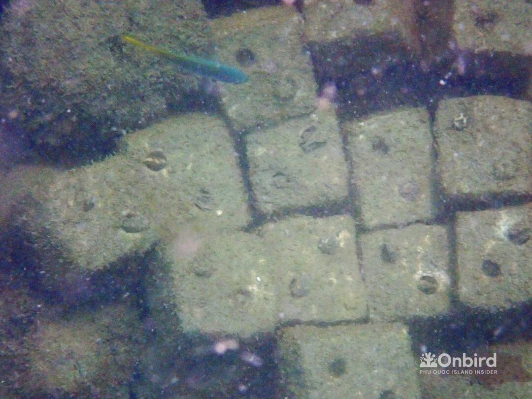 OnBird Coral Gardening - Bio-rock to restore coral reefs in Phu Quoc, Vietnam