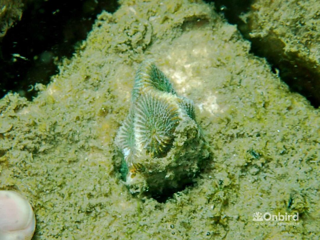 OnBird Coral Gardening - Bio-rock to restore coral reefs in Phu Quoc, Vietnam