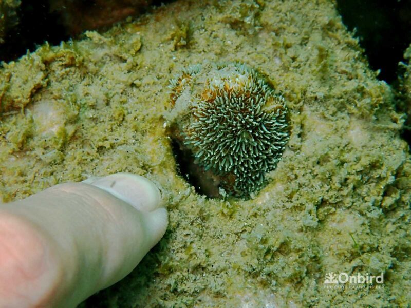 OnBird Coral Gardening - Bio-rock to restore coral reefs in Phu Quoc, Vietnam