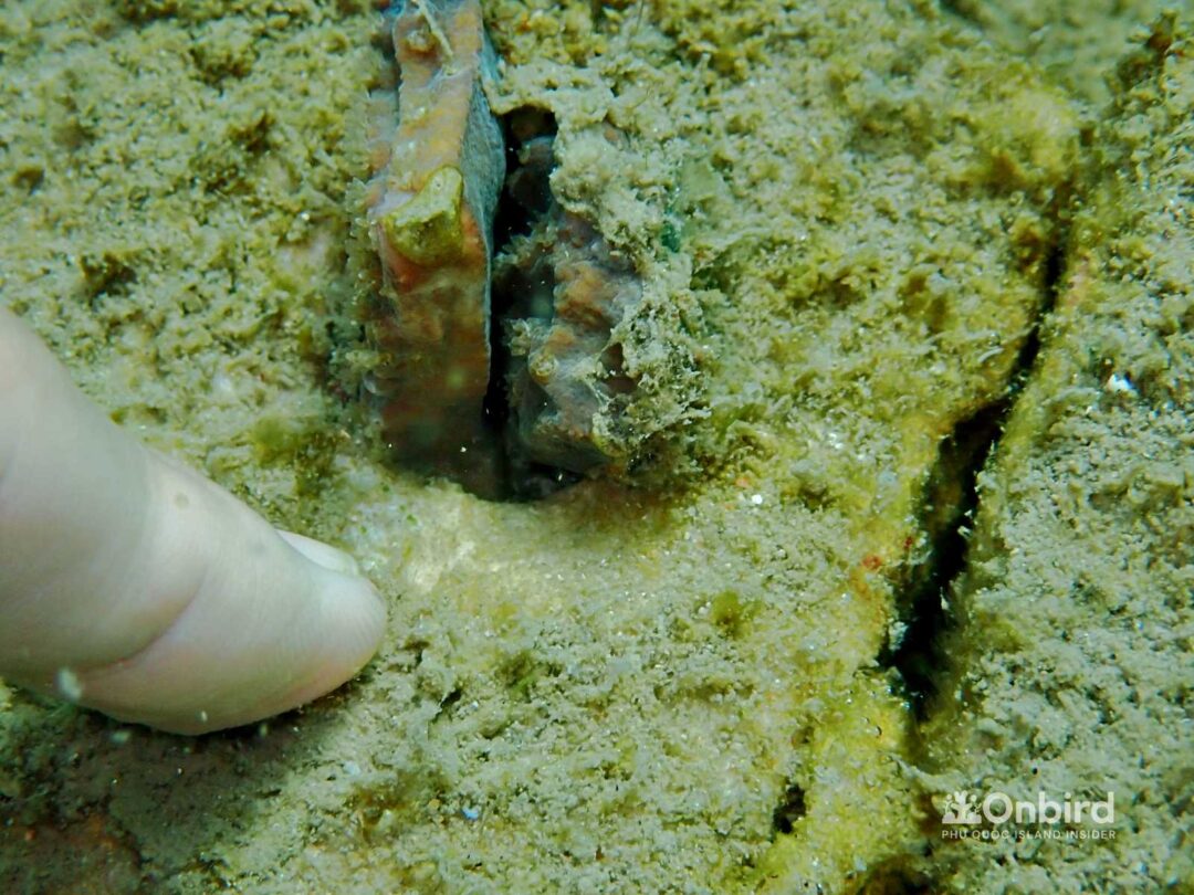 OnBird Coral Gardening - Bio-rock to restore coral reefs in Phu Quoc, Vietnam