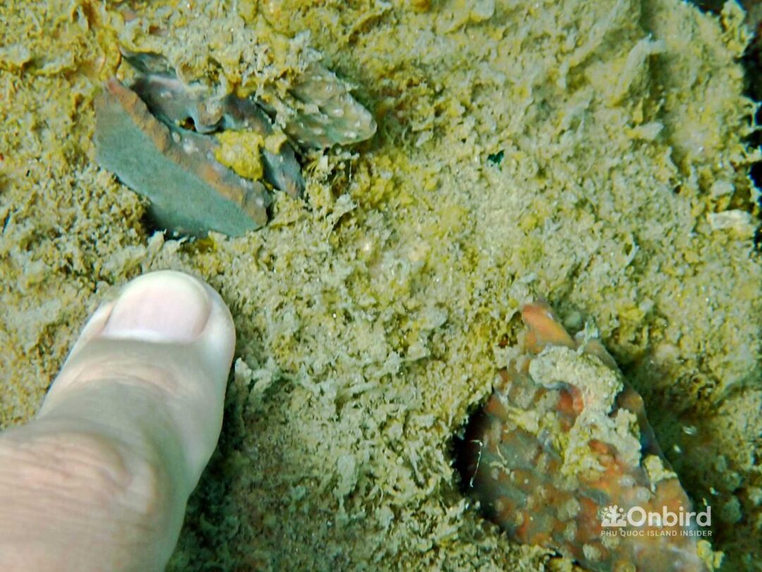 OnBird Coral Gardening - Bio-rock to restore coral reefs in Phu Quoc, Vietnam