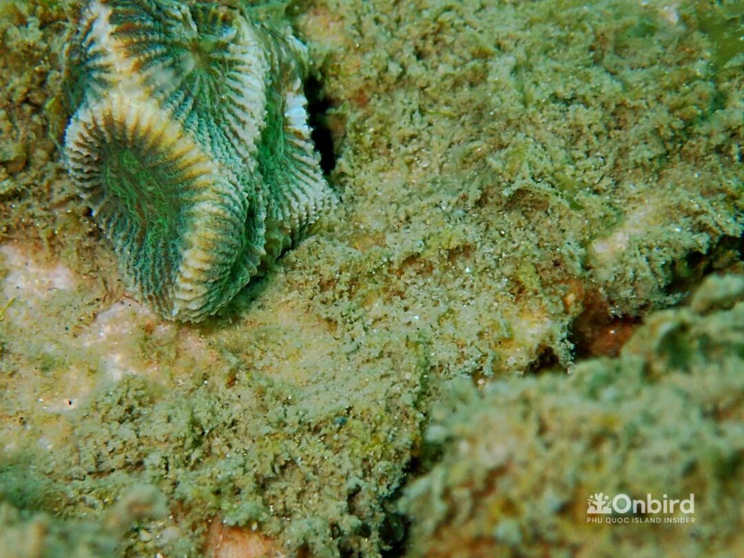 OnBird Coral Gardening - Bio-rock to restore coral reefs in Phu Quoc, Vietnam