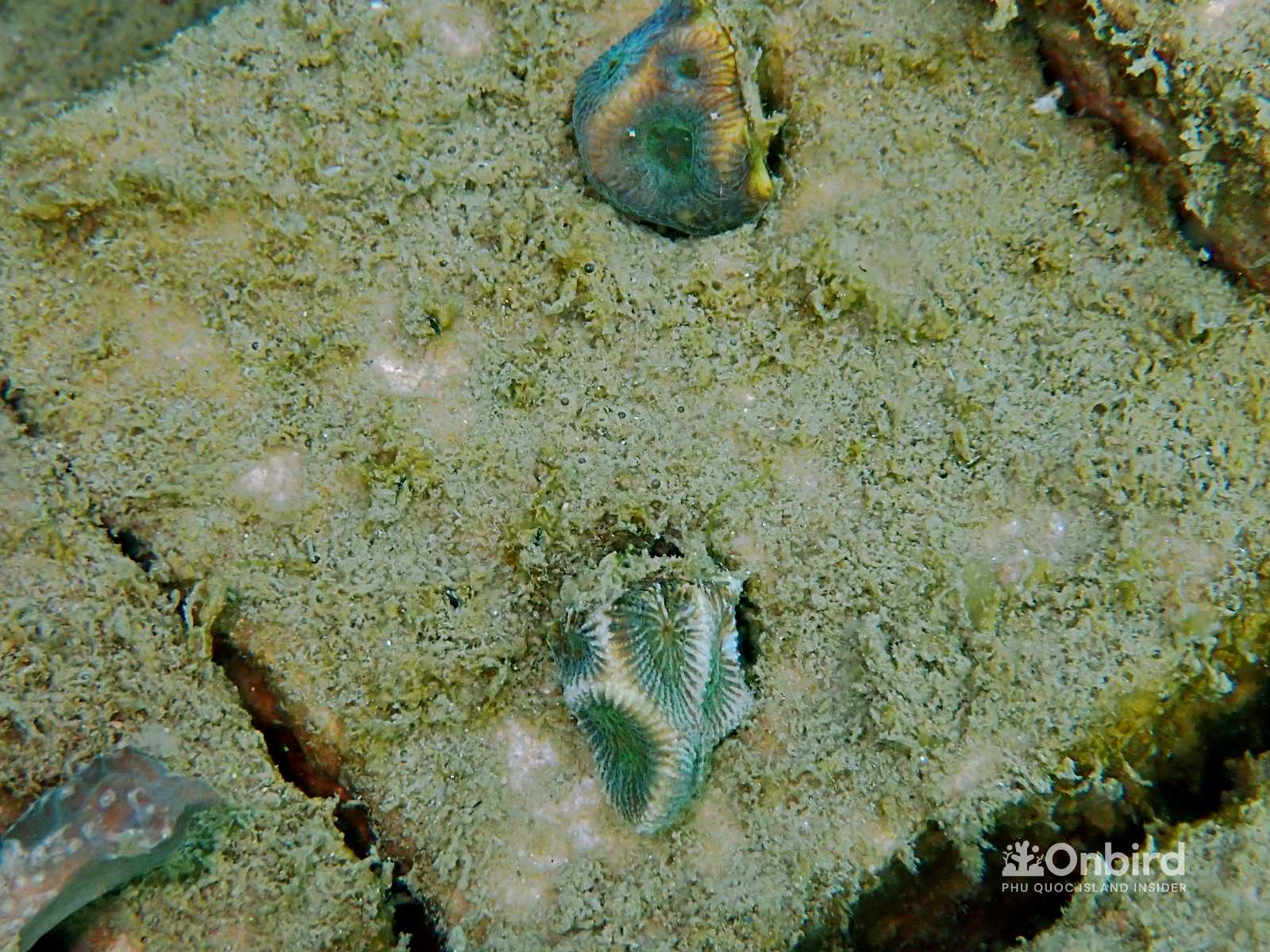 OnBird Coral Gardening - Bio-rock to restore coral reefs in Phu Quoc, Vietnam