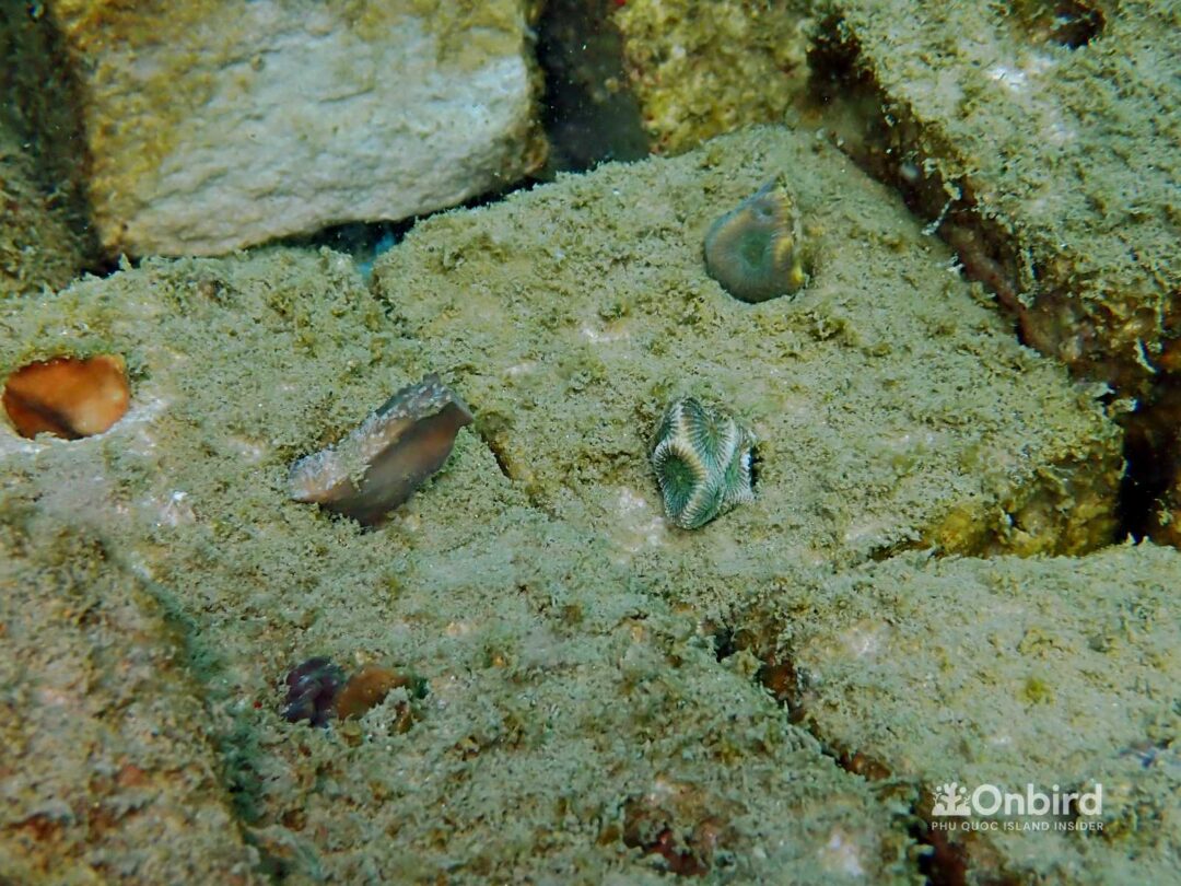 OnBird Coral Gardening - Bio-rock to restore coral reefs in Phu Quoc, Vietnam
