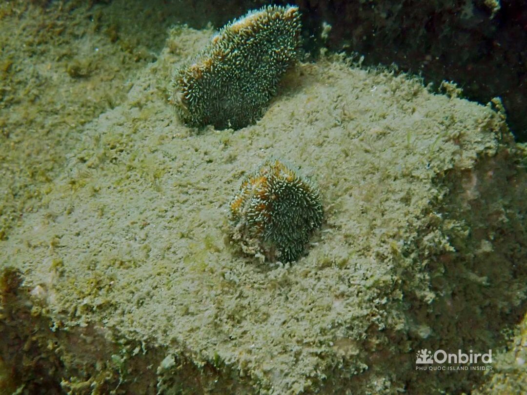 OnBird Coral Gardening - Bio-rock to restore coral reefs in Phu Quoc, Vietnam