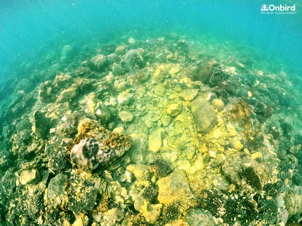 A coral colony in Phu Quoc is damaged by irresponsible anchoring by a local wooden boat tour