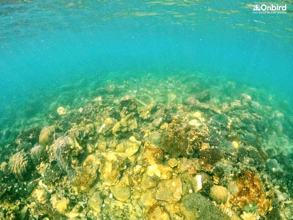 A coral colony in Phu Quoc is damaged by irresponsible anchoring by a local wooden boat tour