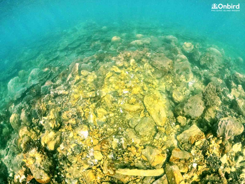A coral colony in Phu Quoc is damaged by irresponsible anchoring by a local wooden boat tour