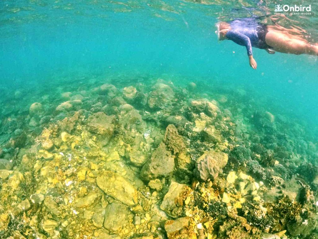 A coral colony in Phu Quoc is damaged by irresponsible anchoring by a local wooden boat tour