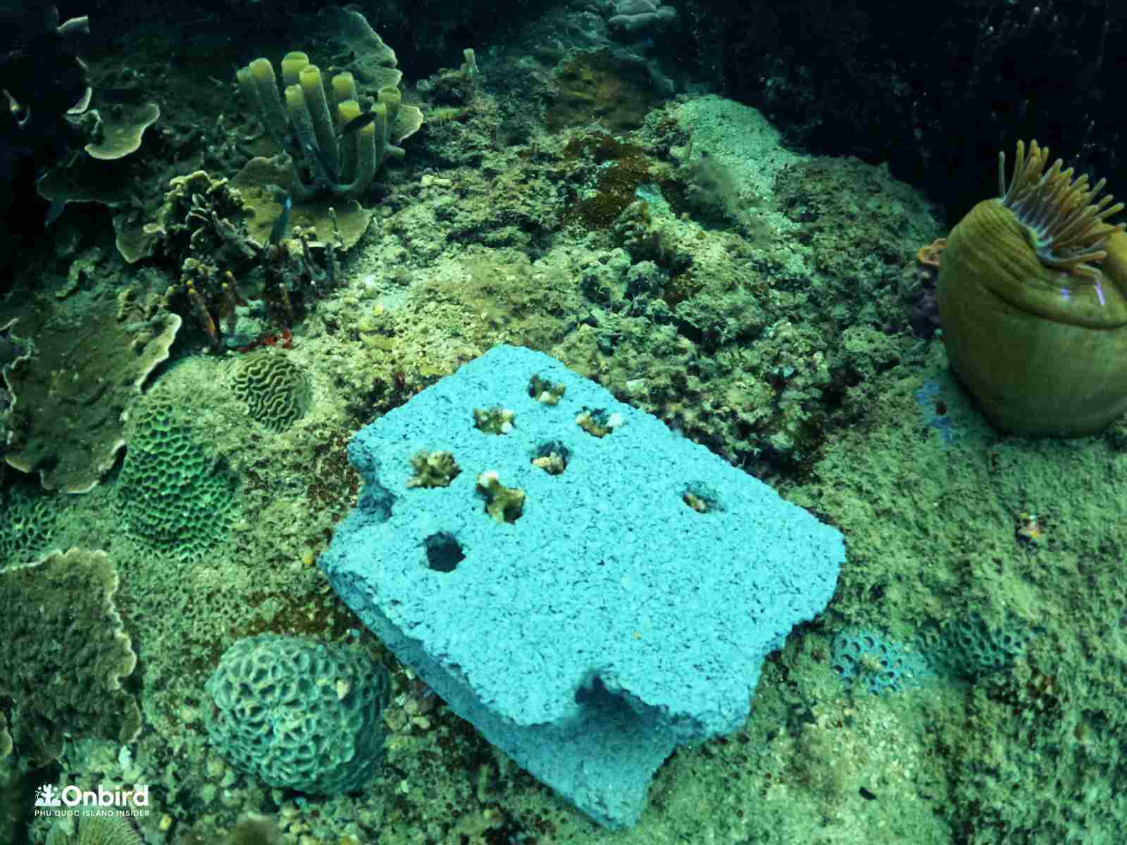 Onbird deploy biorocks at some coral reefs in Phu Quoc Island, Vietnam