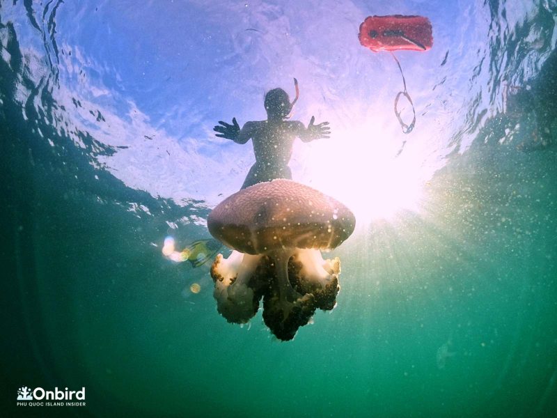 Jellyfish season in Phu Quoc Island, Vietnam Diving & Snorkeling