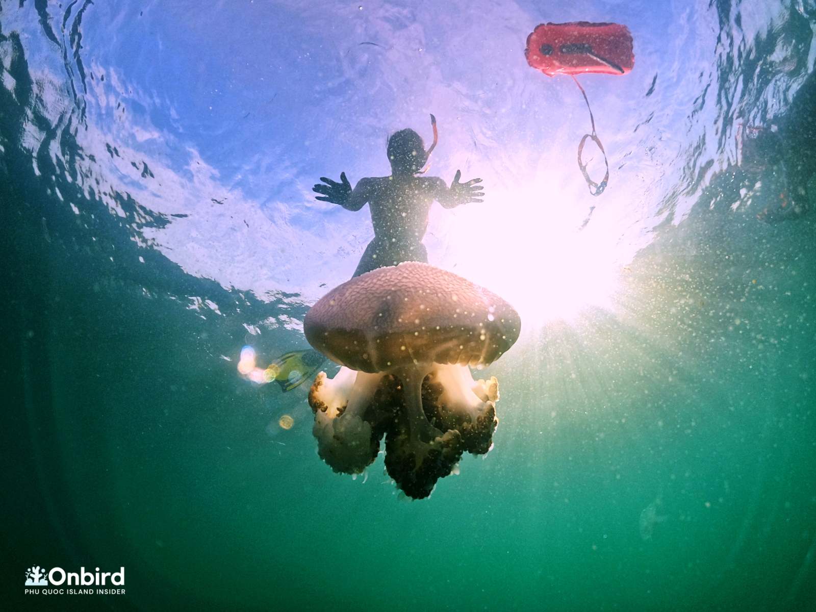 A Cauliflower Jellyfish or Crown jellyfish in Phu Quoc Island, Vietnam Diving & Snorkeling