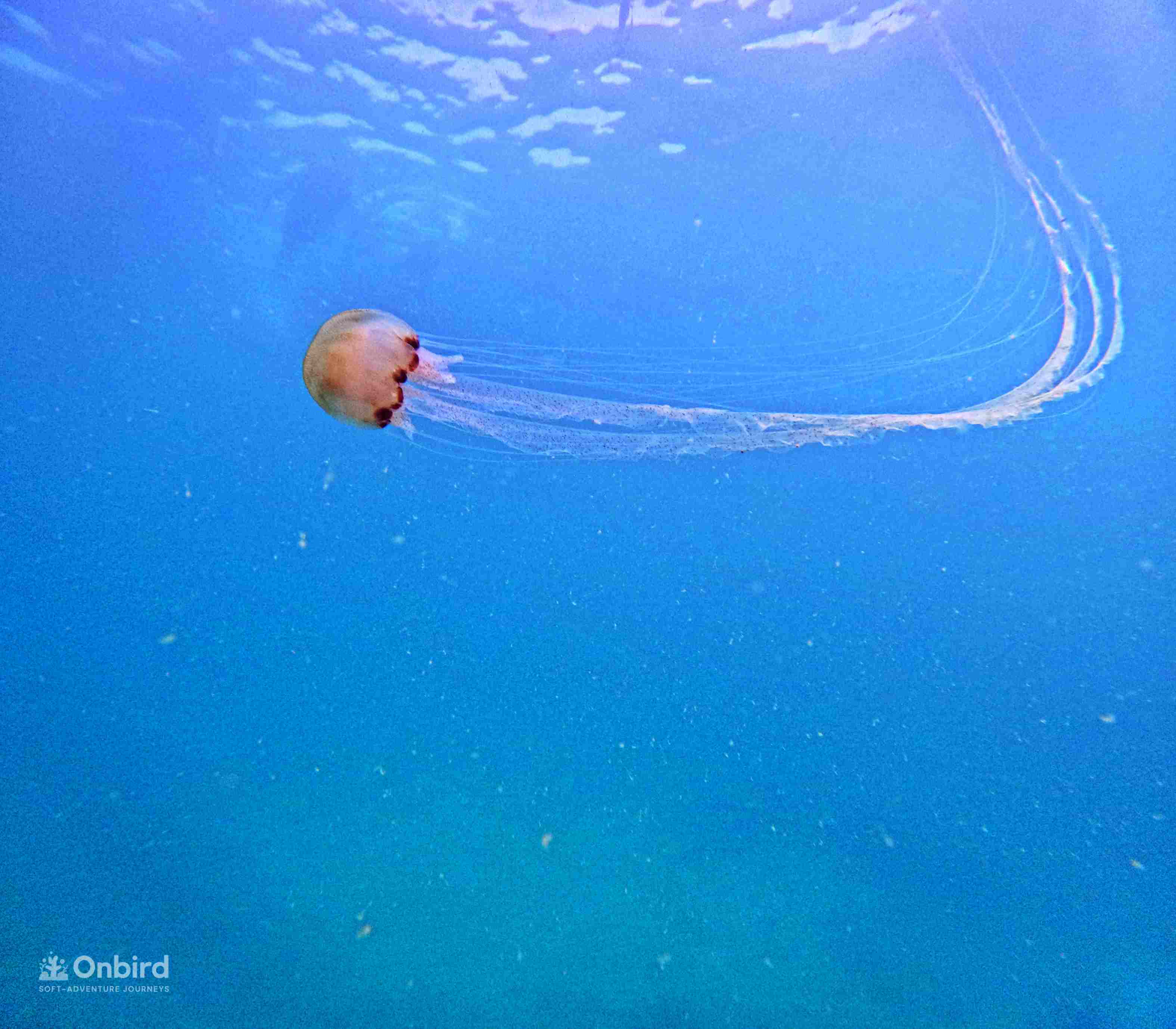 Flame Jellyfish in Phu Quoc Island, Vietnam