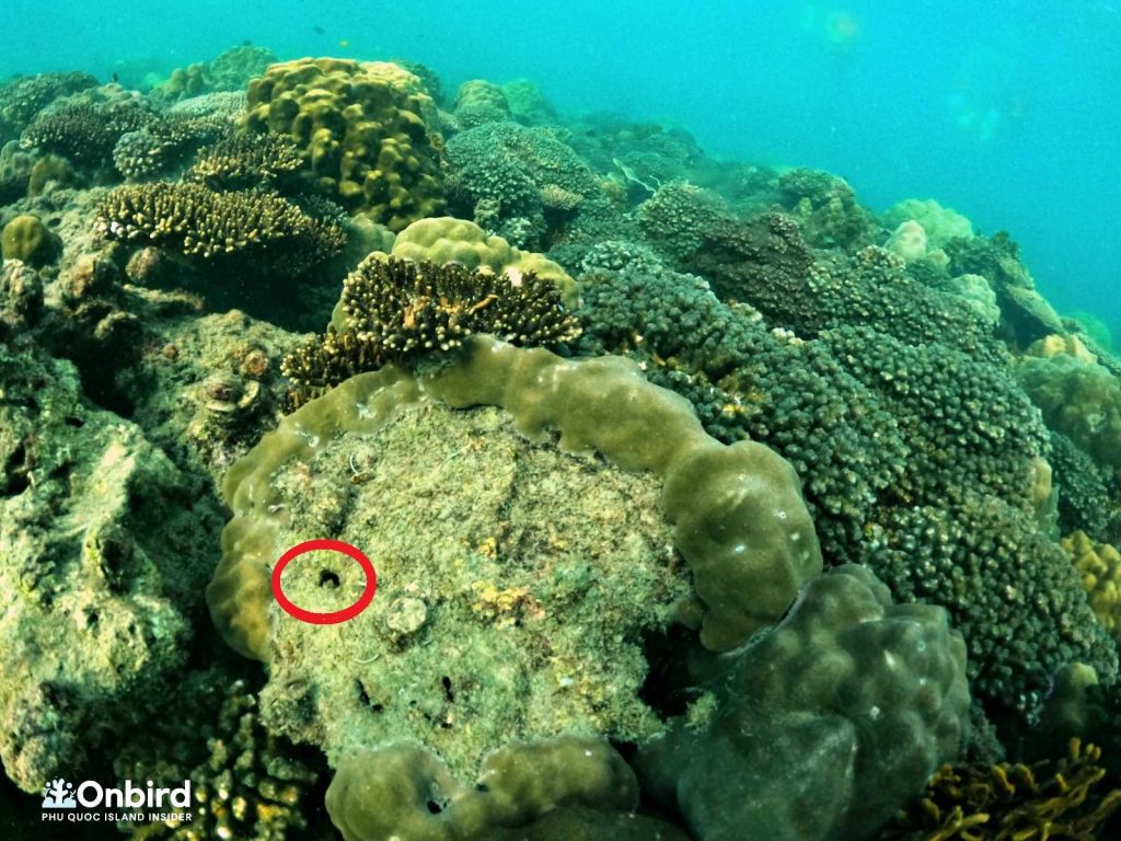 Coral Plant Placement - Coral Restoration in Phu Quoc Island, Vietnam