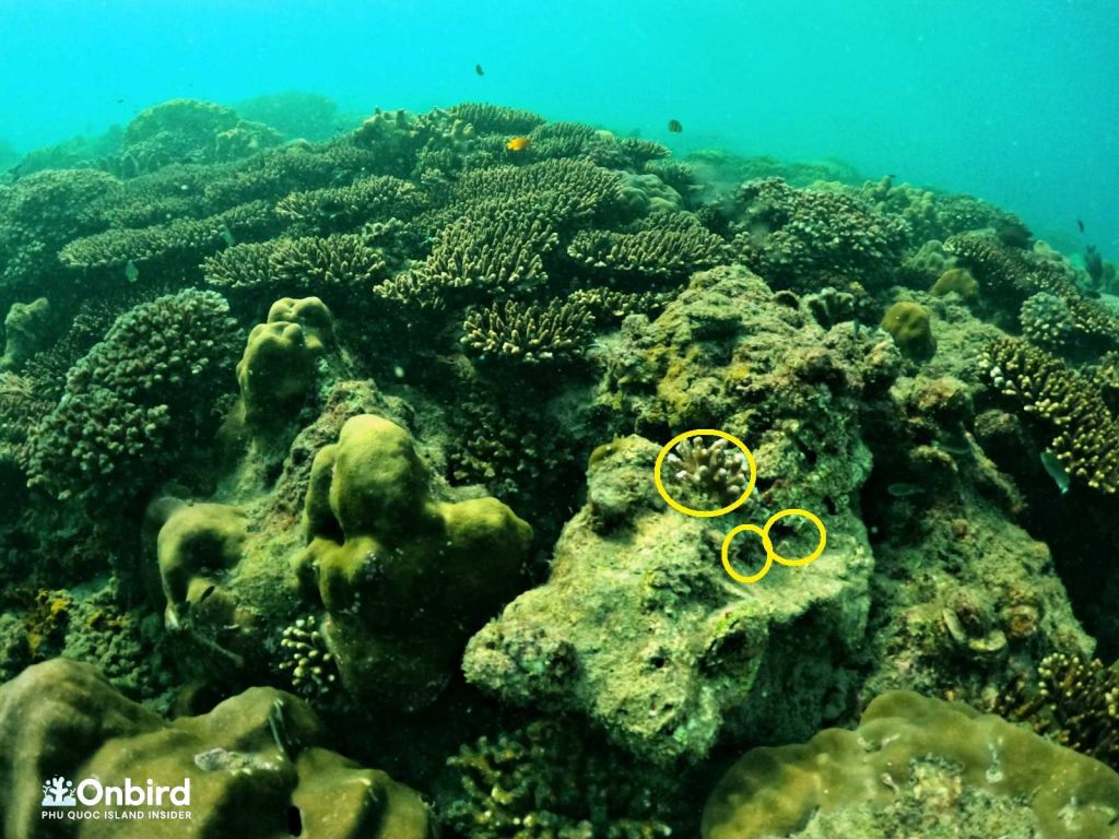 Planting Coral - Coral Restoration in Phu Quoc Island, Vietnam