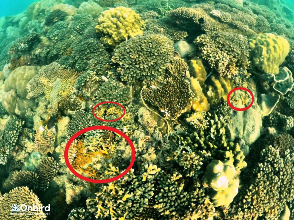 Broken coral branches caused by human - Planting Coral - Coral Restoration in Phu Quoc Island, Vietnam