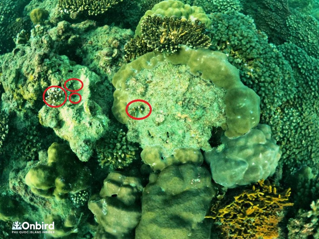 Planting Coral Placement - Coral Restoration in Phu Quoc Island, Vietnam