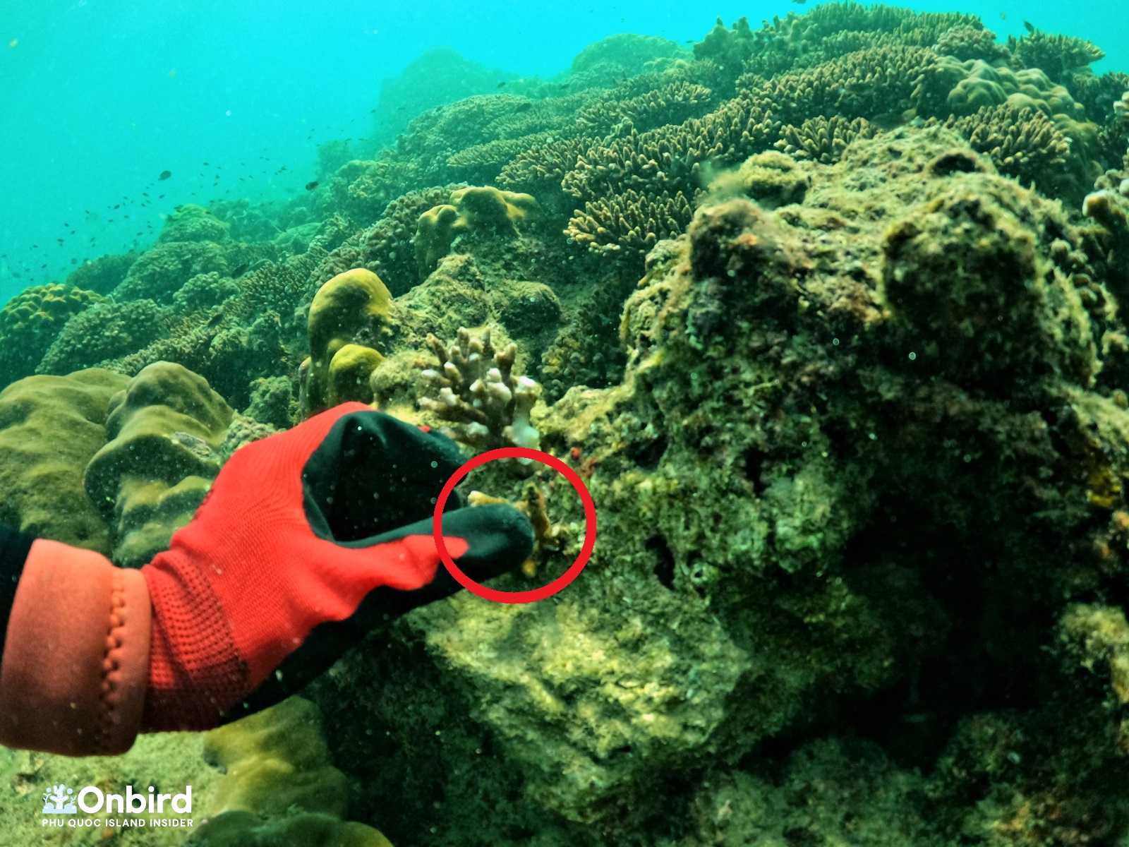 Planting Coral - Coral Restoration in Phu Quoc Island, Vietnam