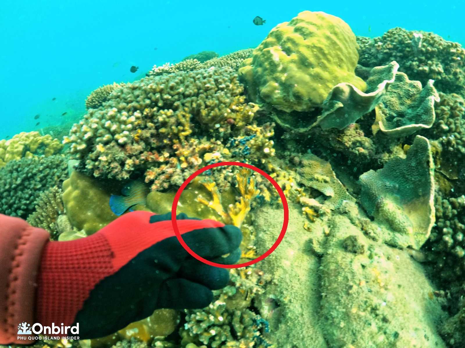 Removing the broken alive corals - Coral Restoration in Phu Quoc Island, Vietnam