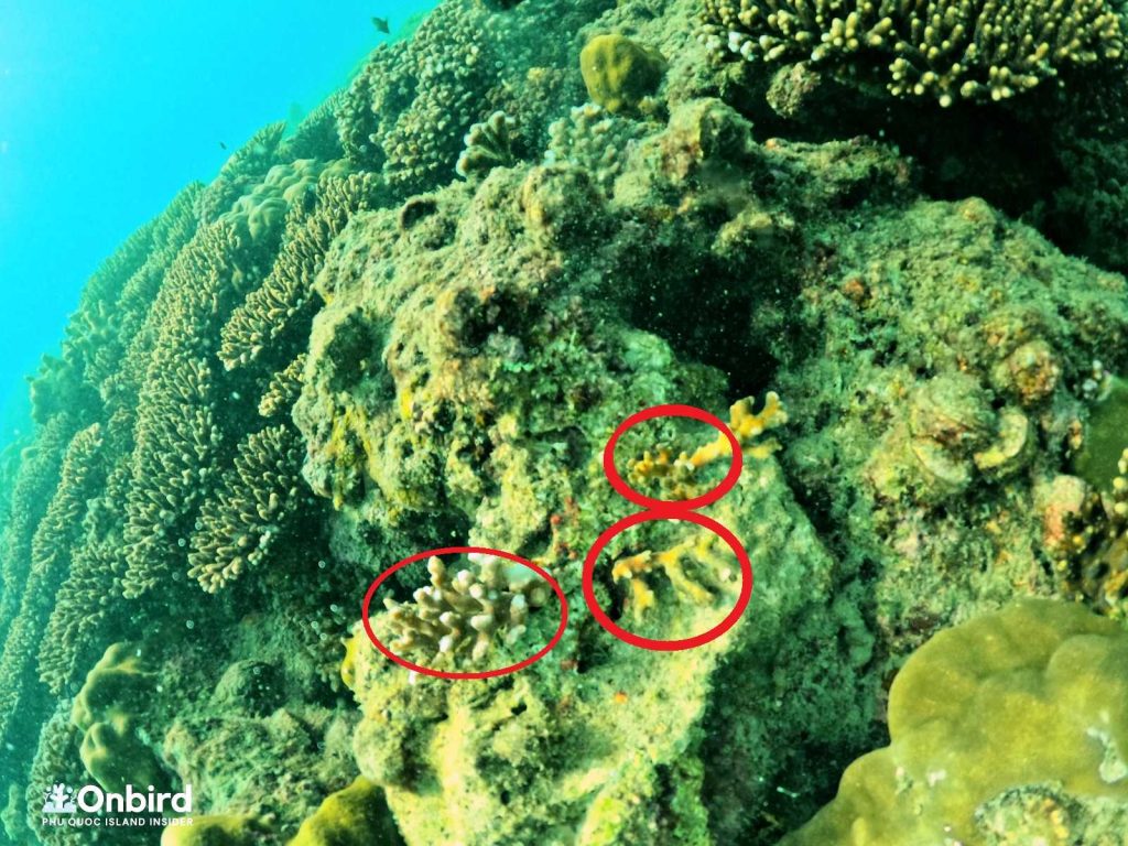 Coral adhered on new placement - Coral Restoration in Phu Quoc Island, Vietnam