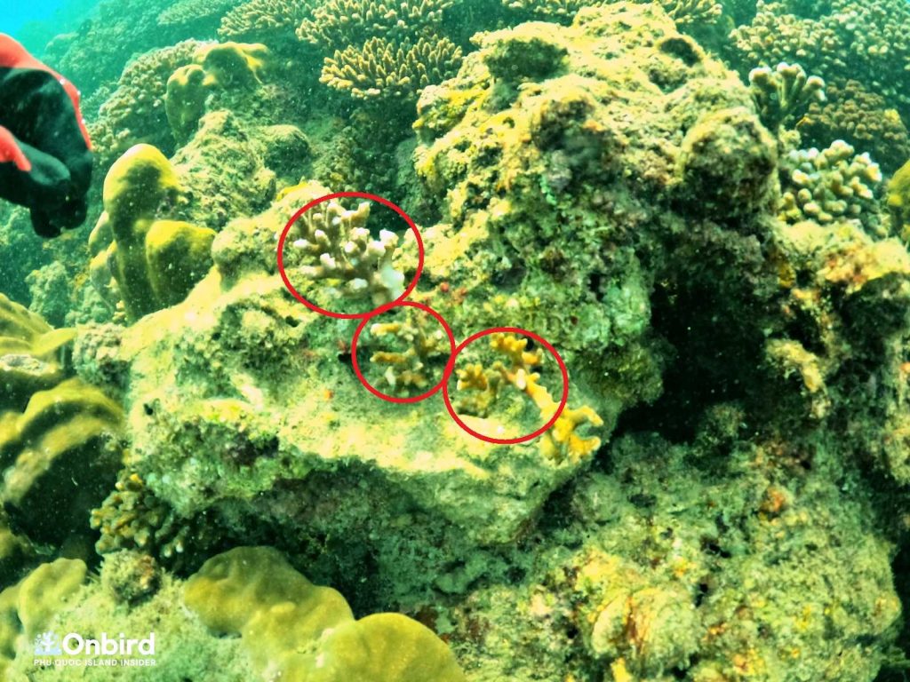 Coral attached on new placement - Coral Restoration in Phu Quoc Island, Vietnam