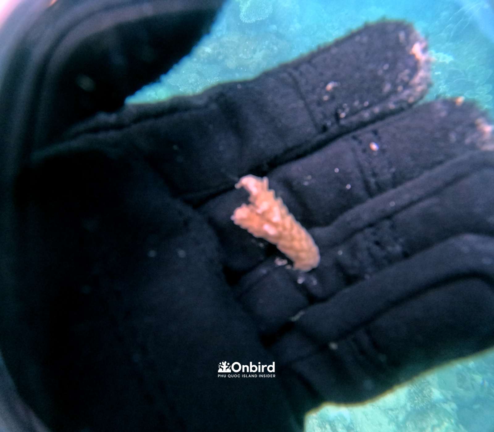 Coral Restoration to save the reef