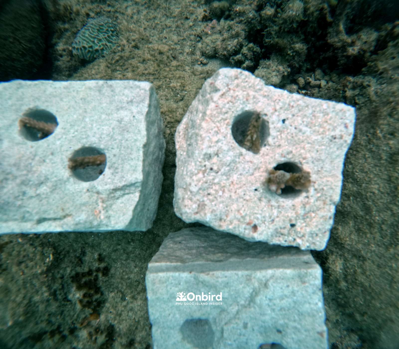 Coral Restoration to save the reef