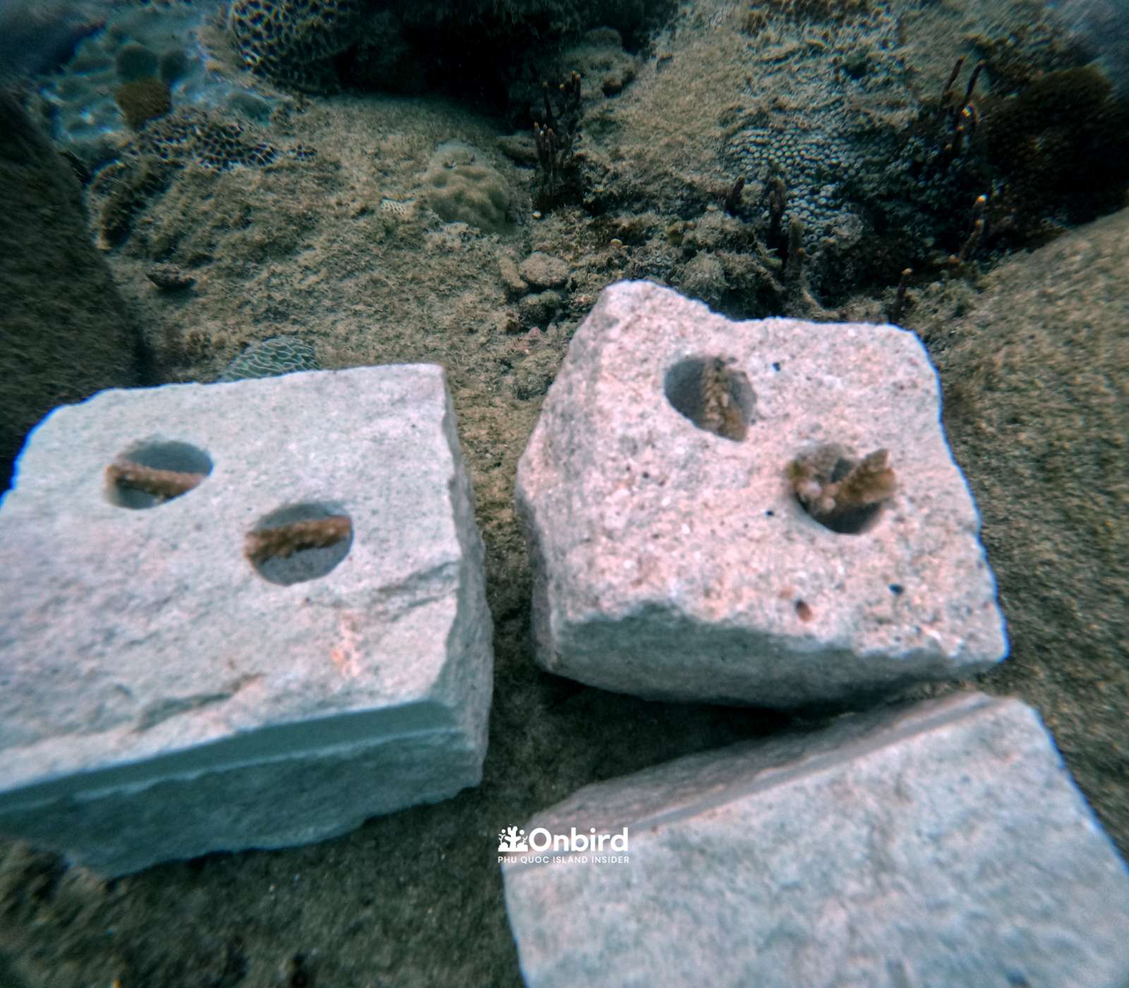 Coral Restoration to save the reef