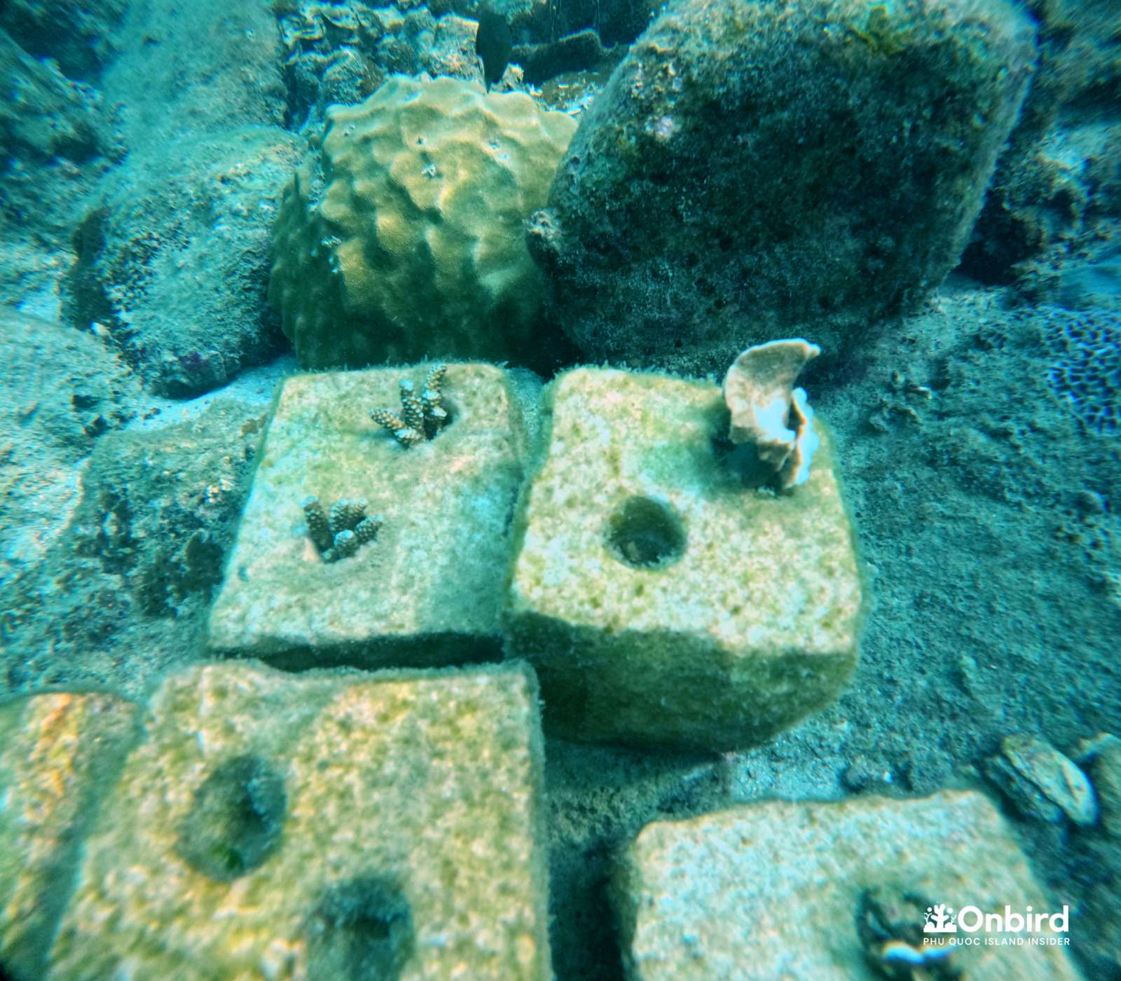 The bio-rock OnBird team placed at coral reefs in Phu Quoc Island