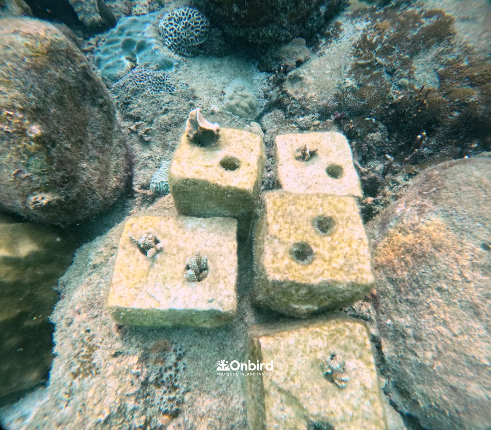 The bio-rock OnBird team placed at coral reefs in Phu Quoc Island