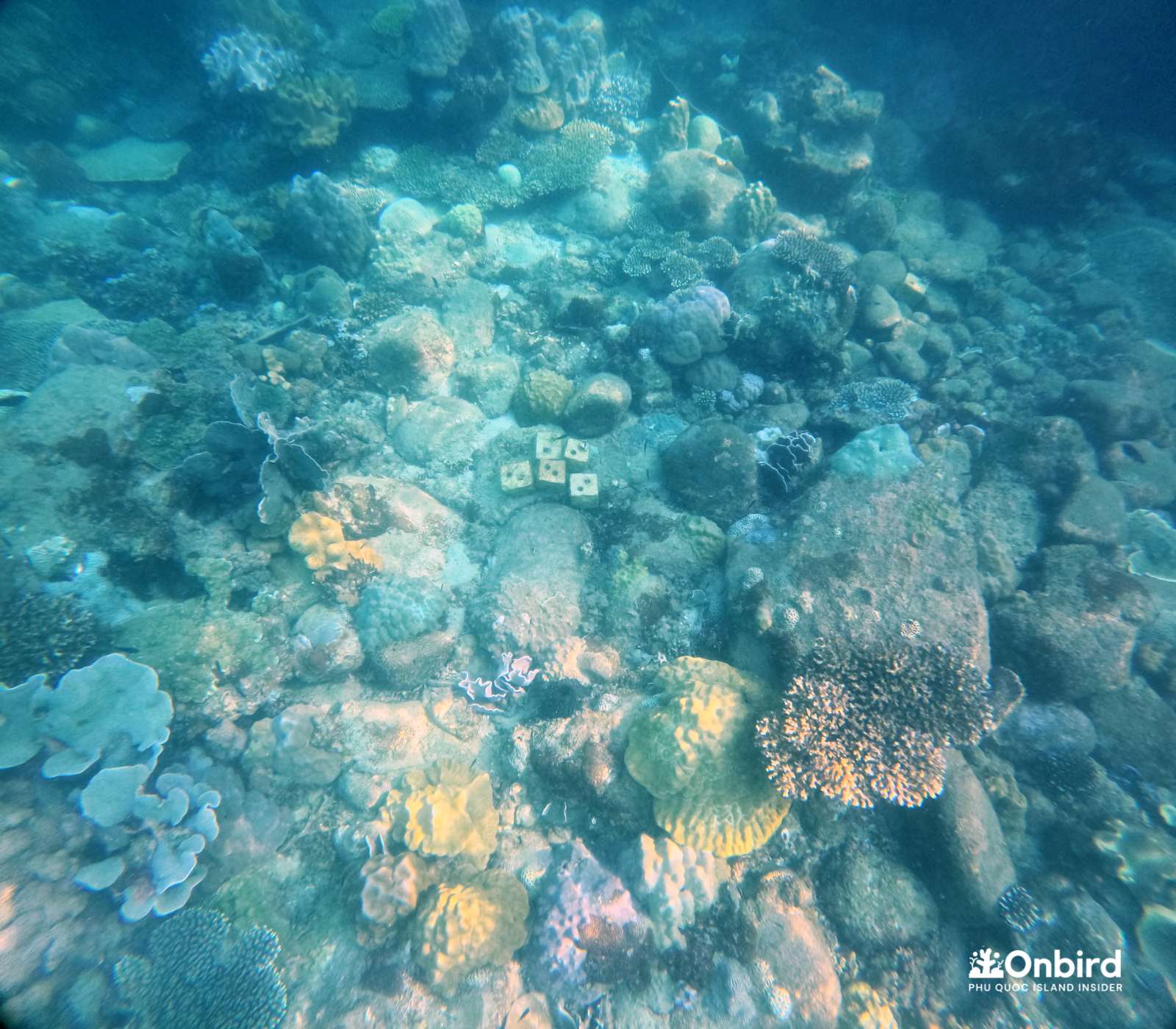 The bio-rock OnBird team placed at coral reefs in Phu Quoc Island
